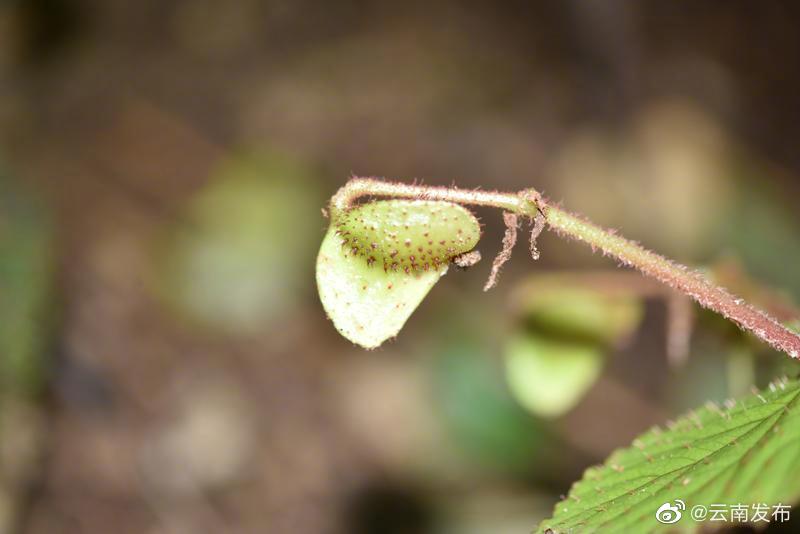 “云南发布”微博