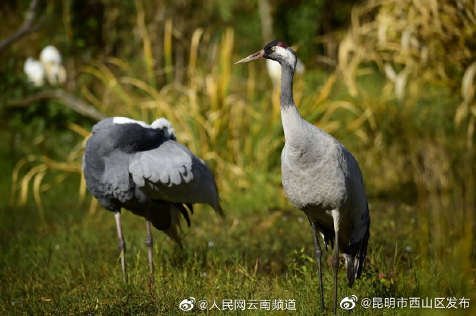 昆明市西山区发布