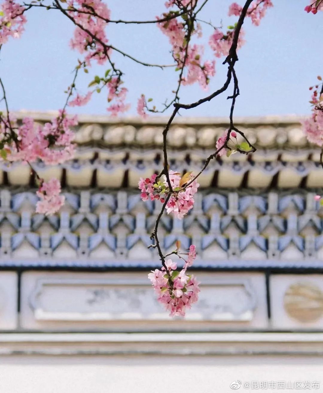 昆明市西山区发布