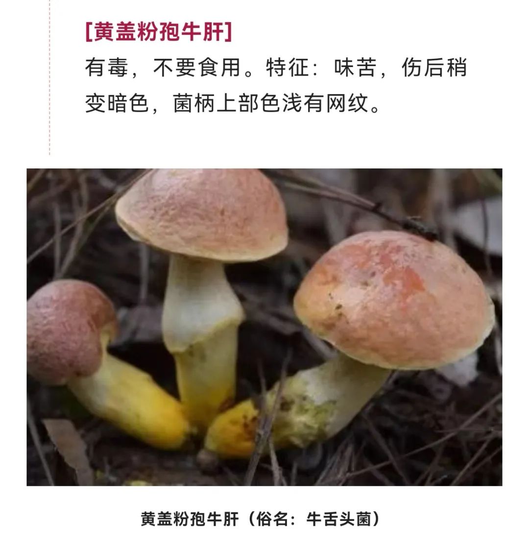 美丽云南微科普