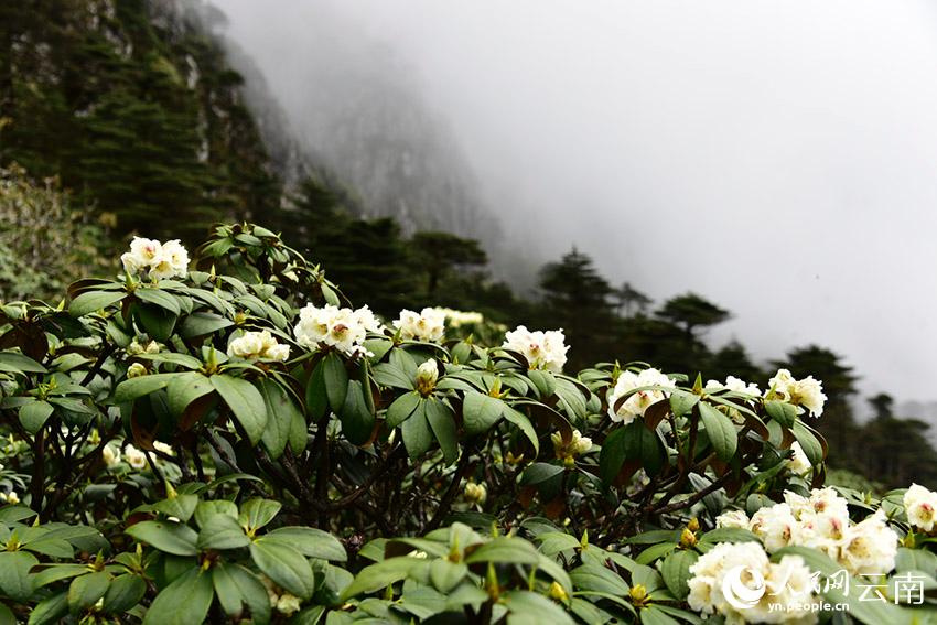 新华网云南频道