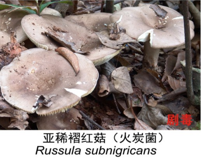 美丽云南微科普