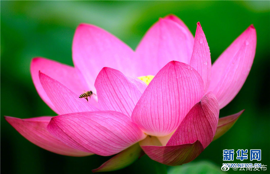 “云南发布”微博