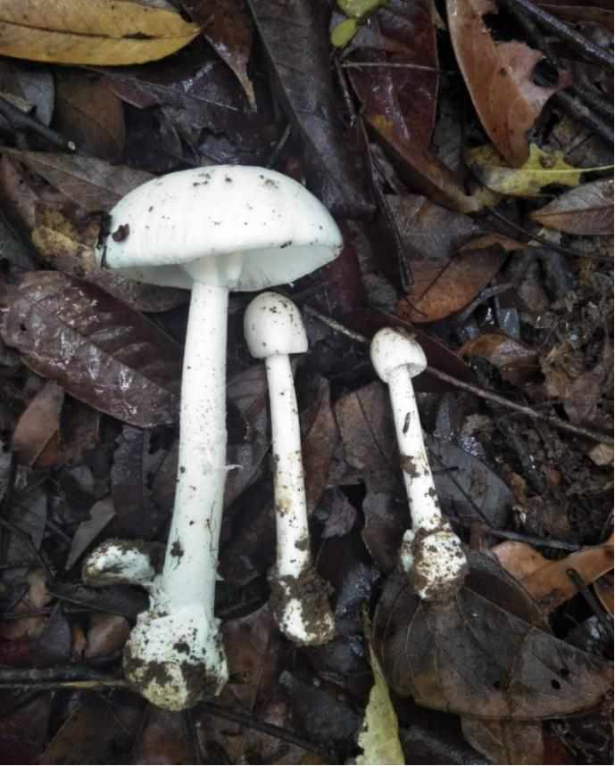 美丽云南微科普