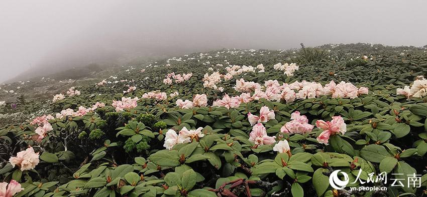 新华网云南频道