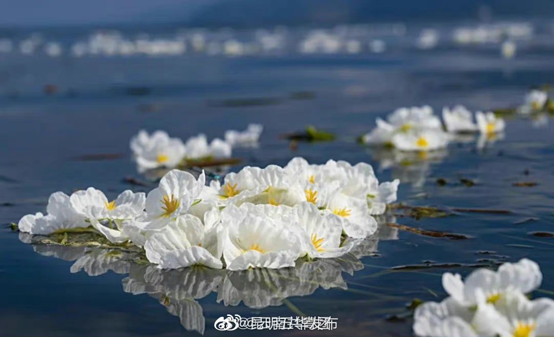 “昆明五华发布”微博