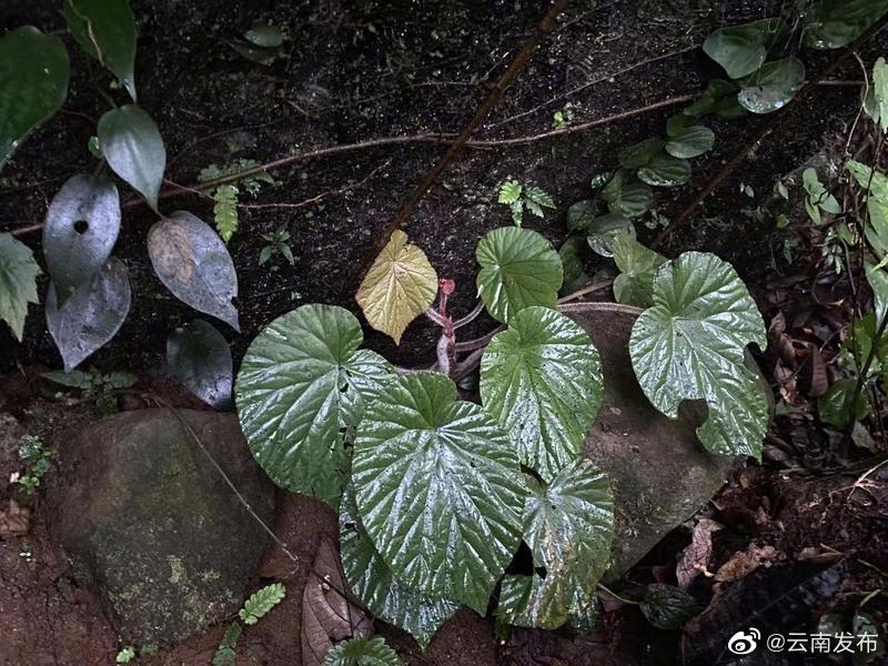 “云南发布”微博