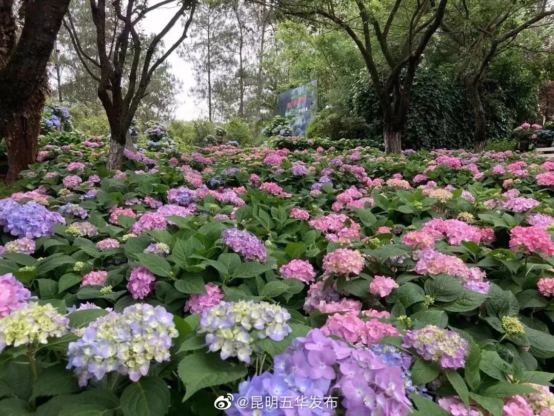 “昆明五华发布”微博