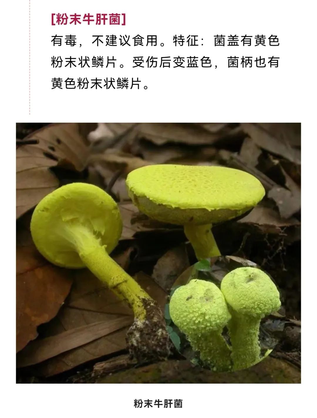 美丽云南微科普