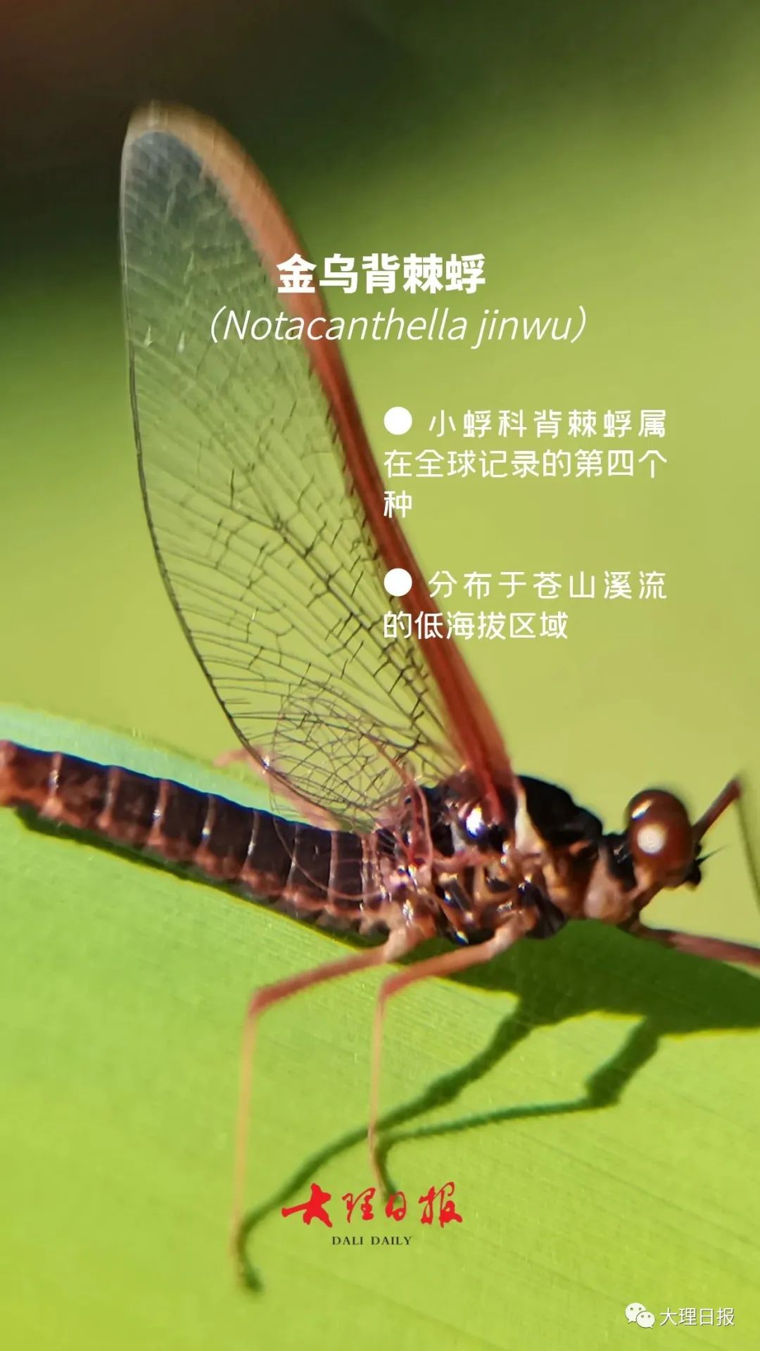 大理日报
