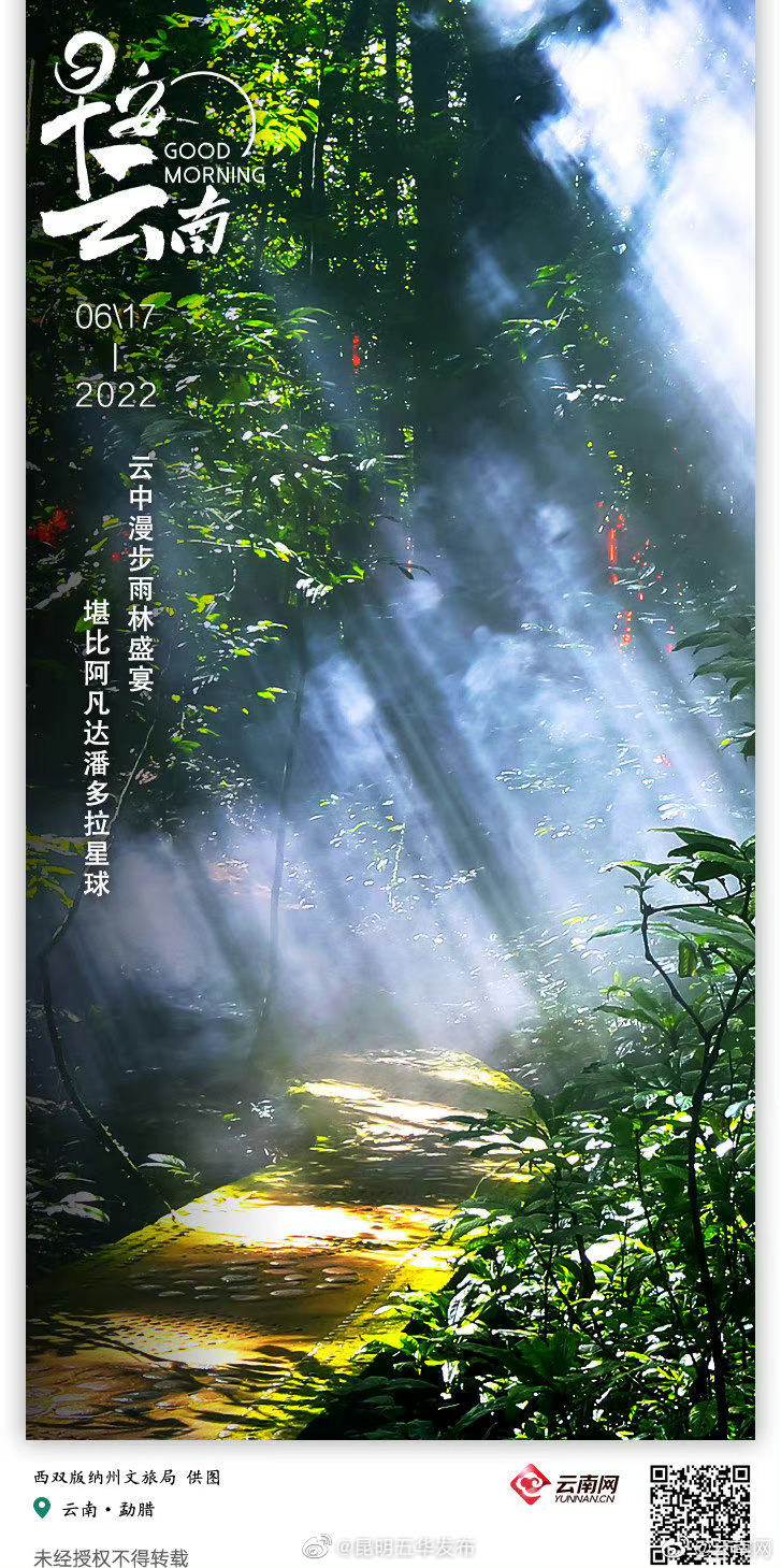 雨林奇观望天树 此景只应天上有