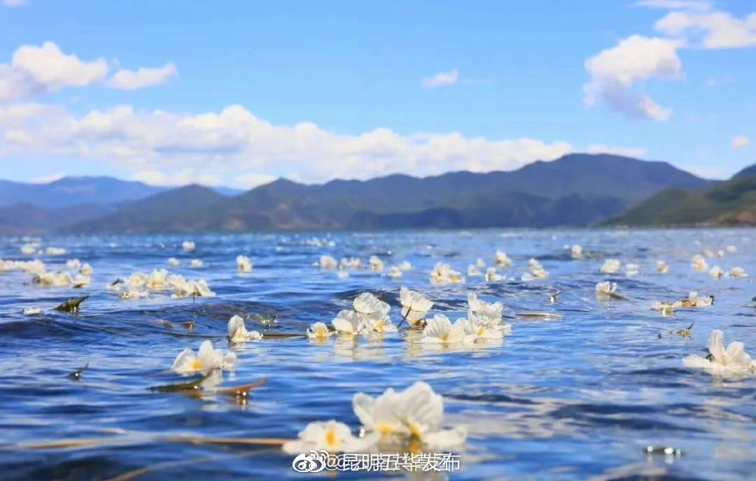 “昆明五华发布”微博