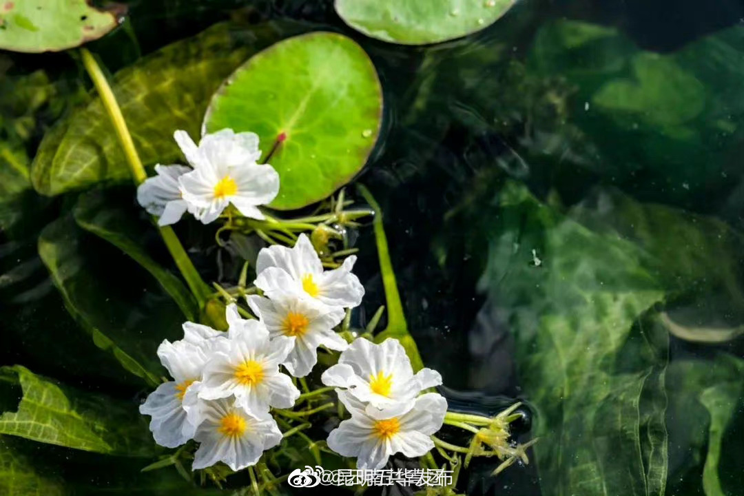 “昆明五华发布”微博