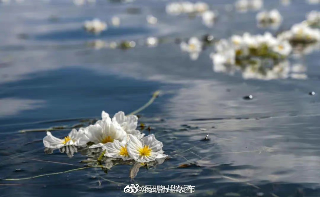 “昆明五华发布”微博