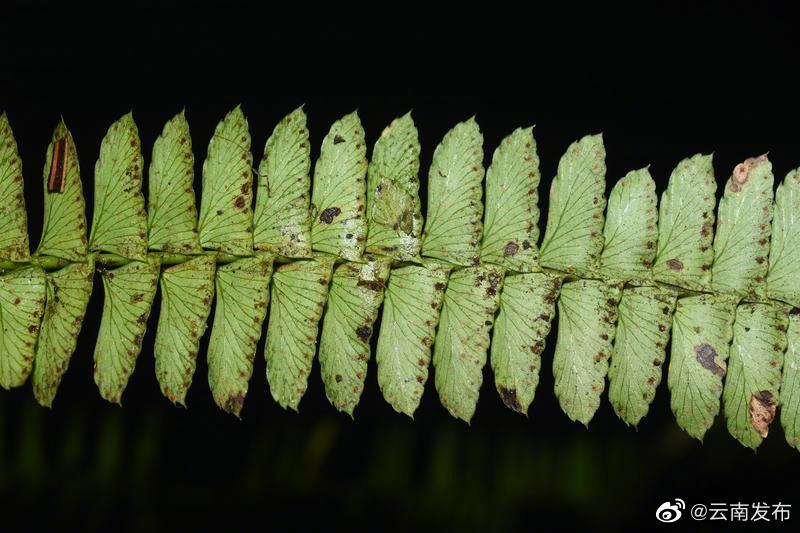 “云南发布”微博