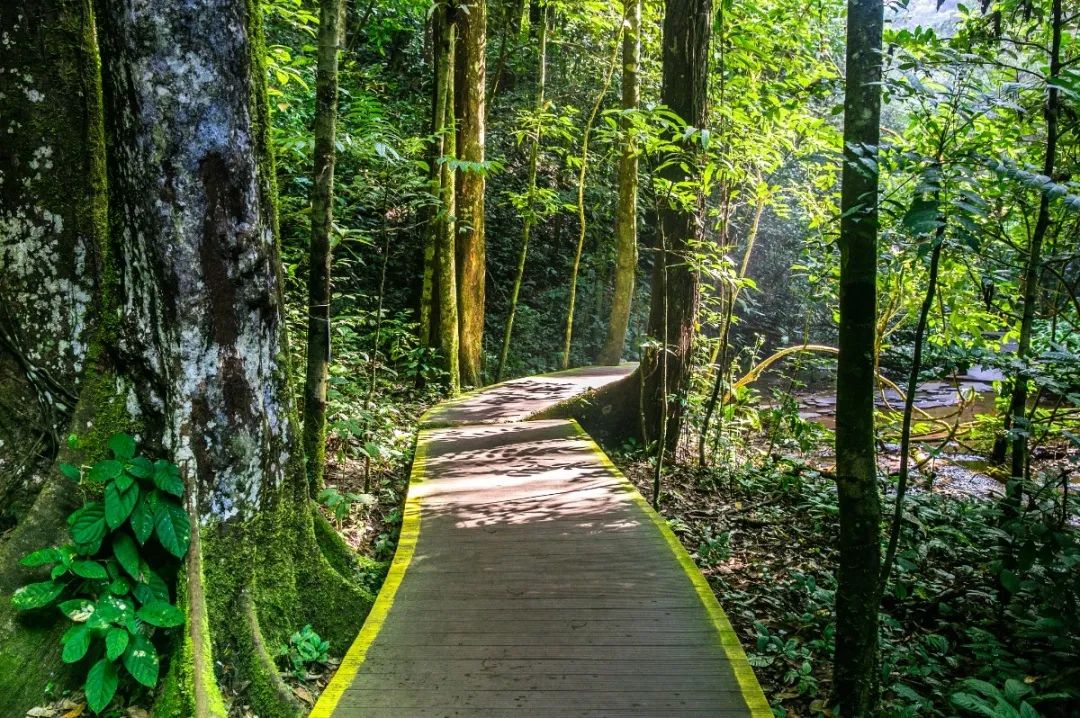 西双版纳望天树景区