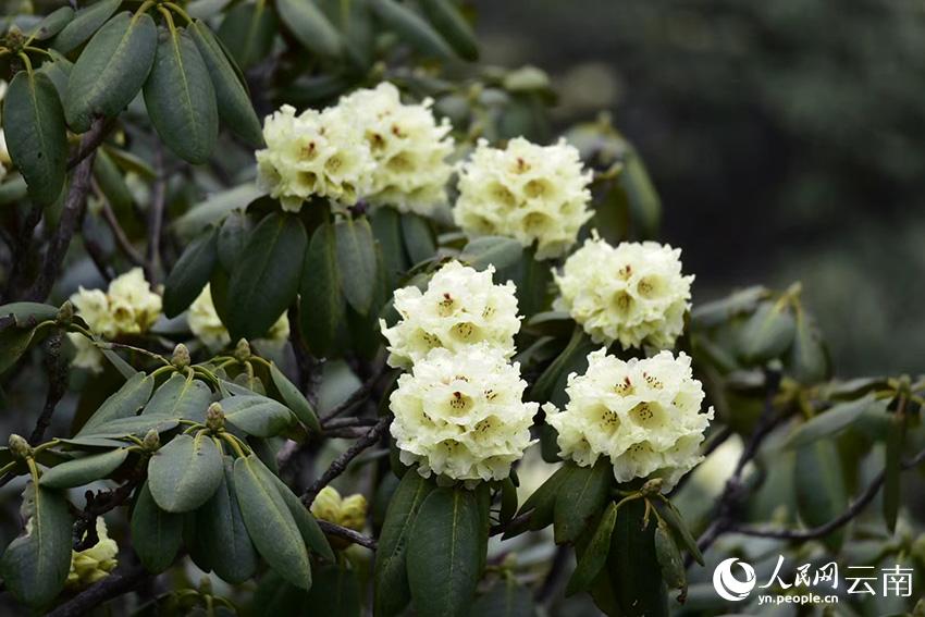 新华网云南频道