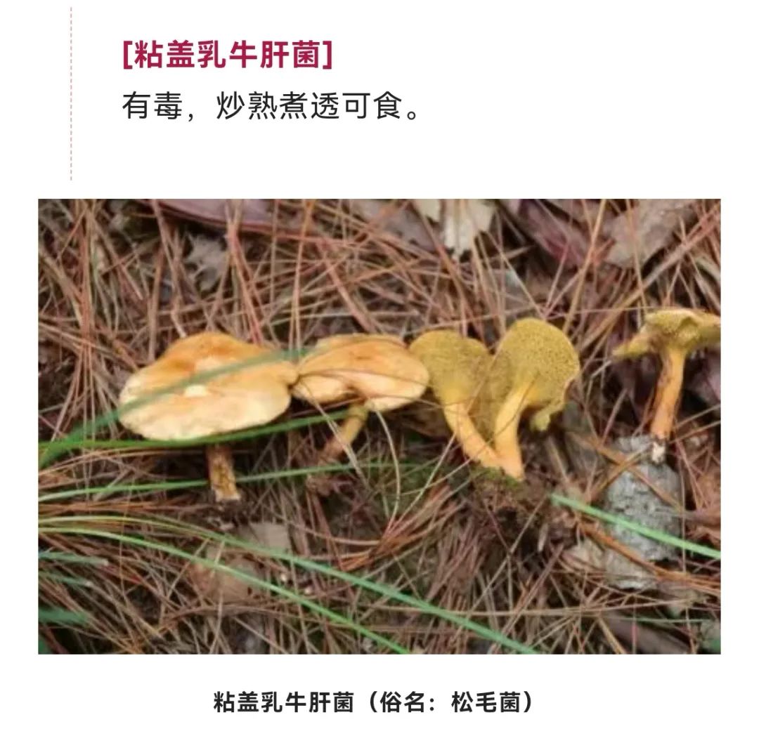 美丽云南微科普