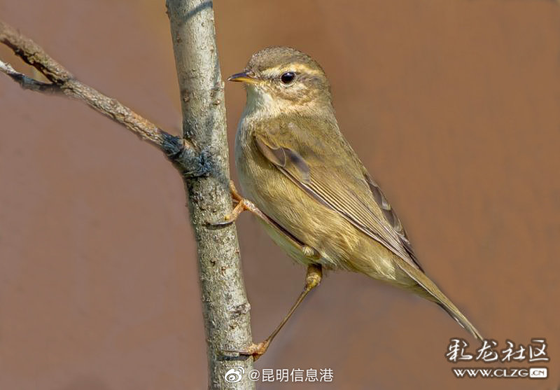 昆明信息港