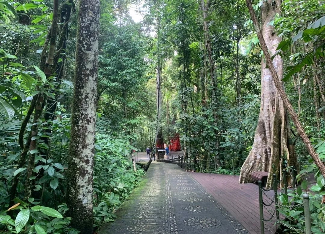 西双版纳望天树景区