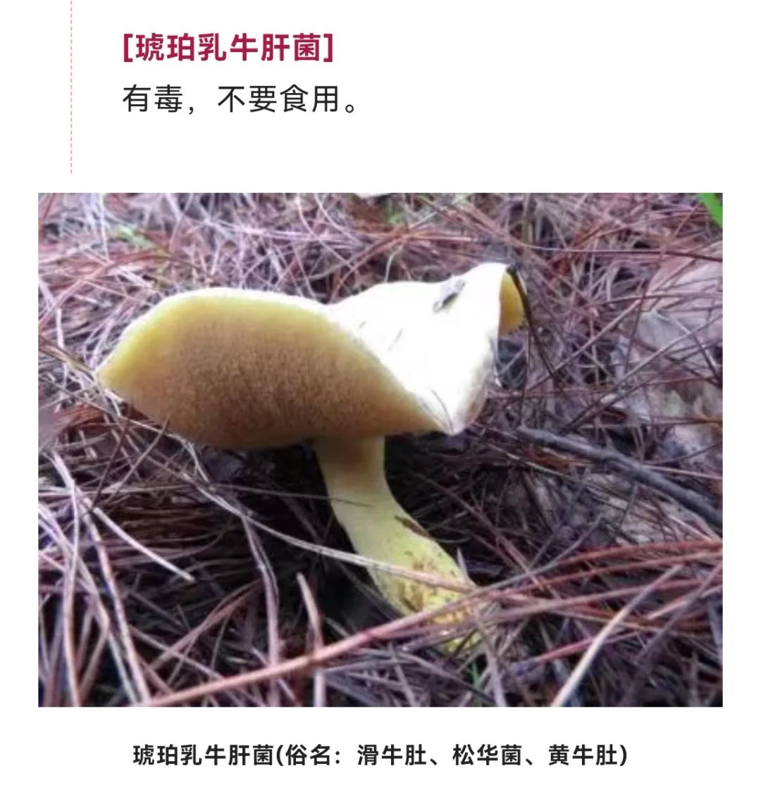 美丽云南微科普