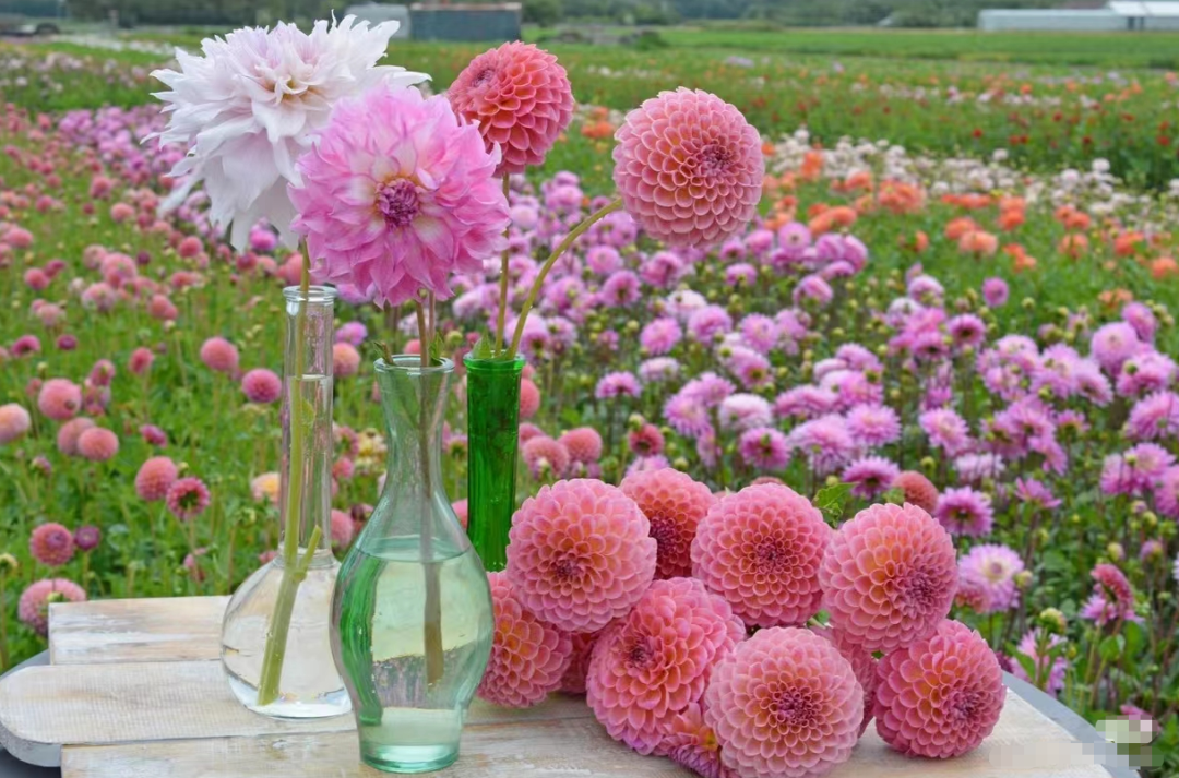 昆明滇池国家旅游度假区管理委员会(微信)