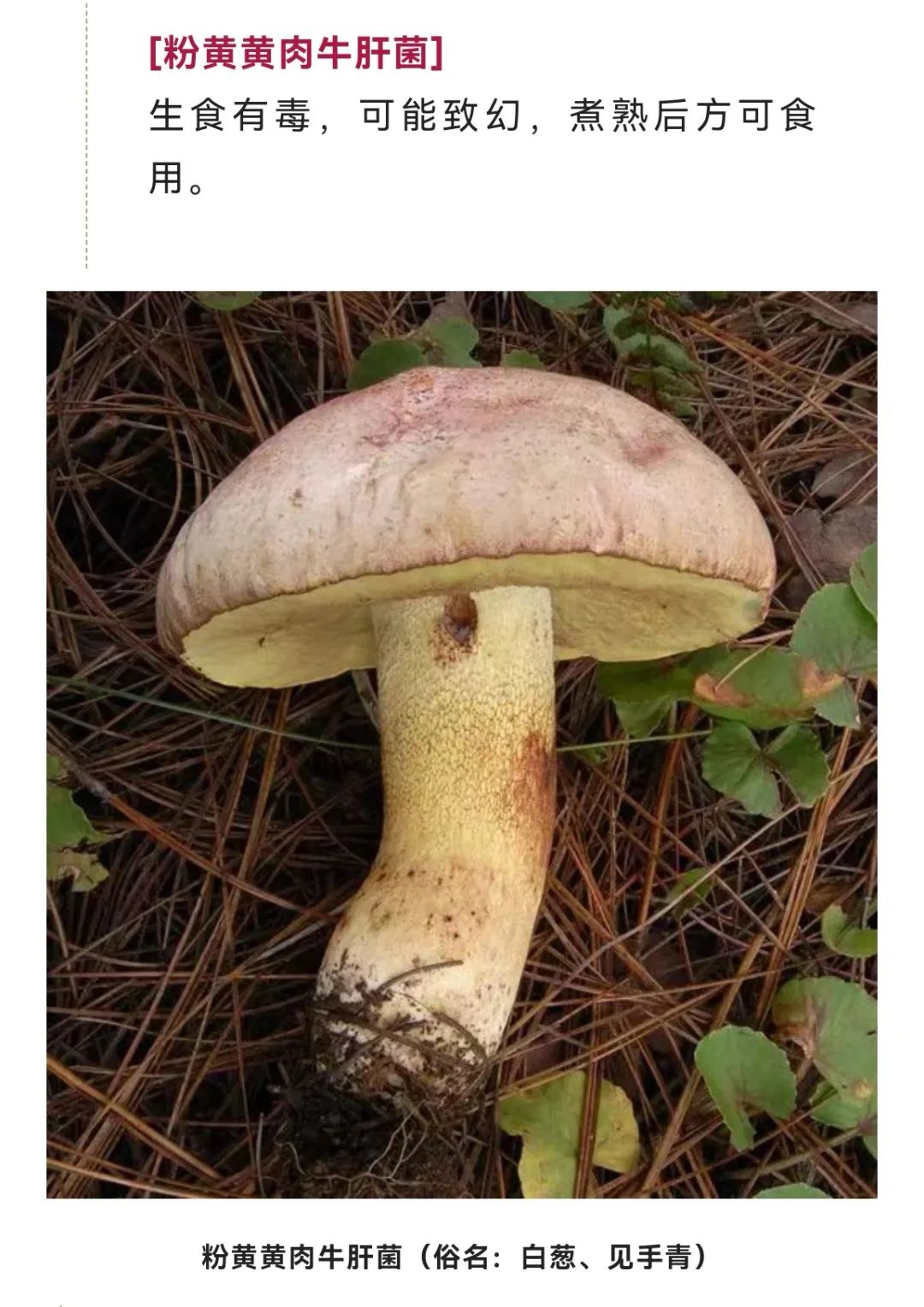 美丽云南微科普