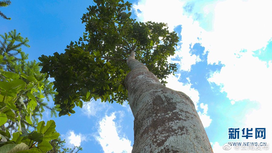 “云南发布”微博