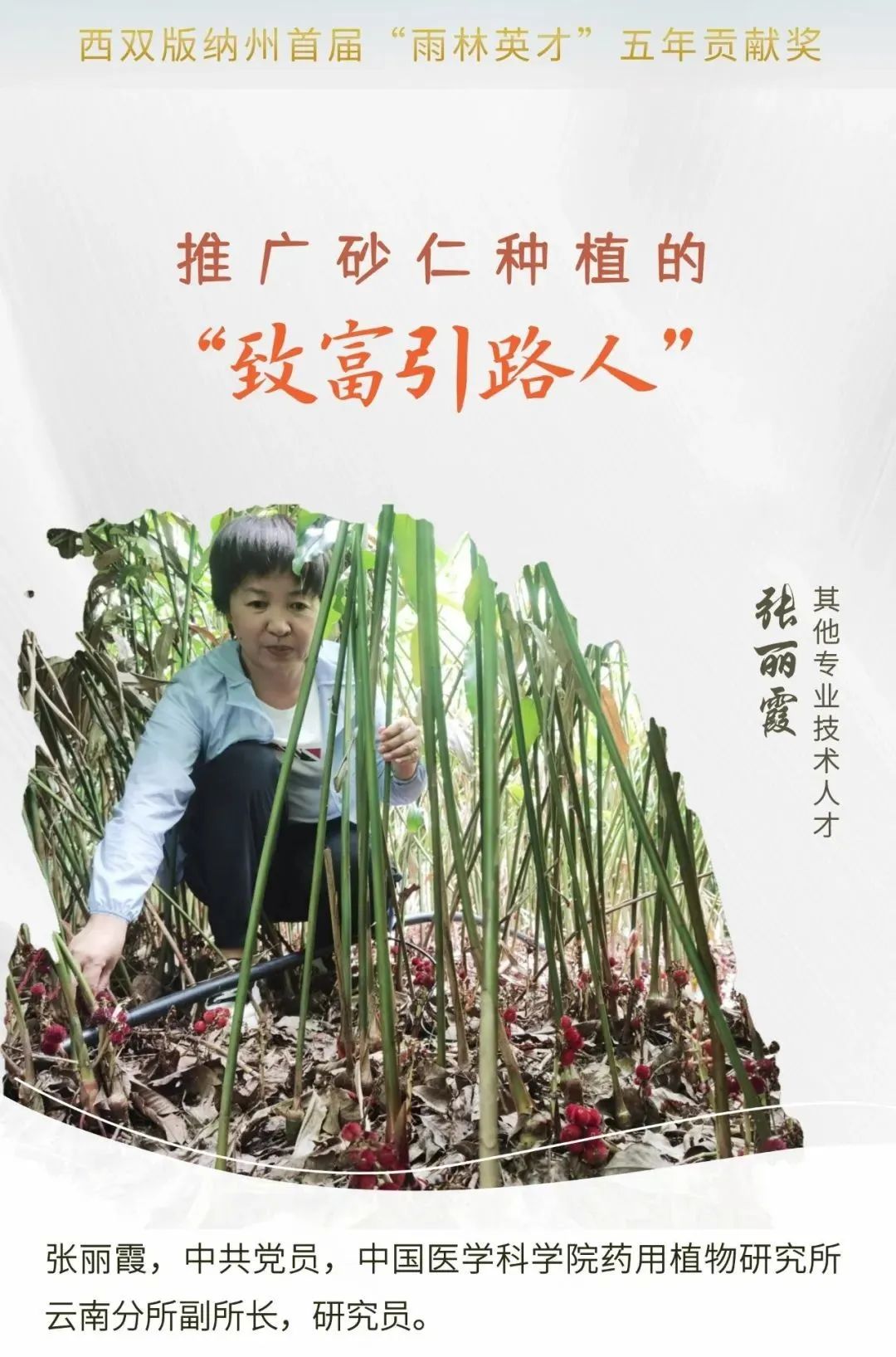 西双版纳先锋