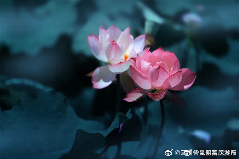 “昆明富民发布”微博