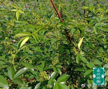 “昆明东川发布”微博