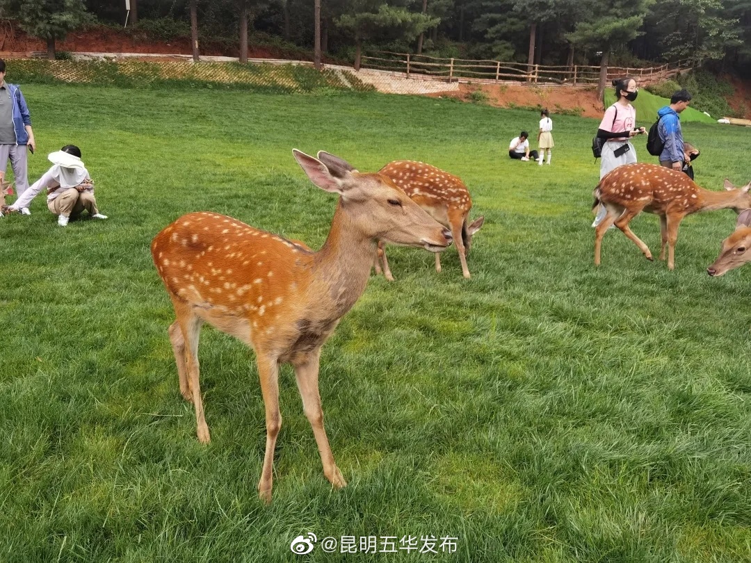 “昆明五华发布”微博