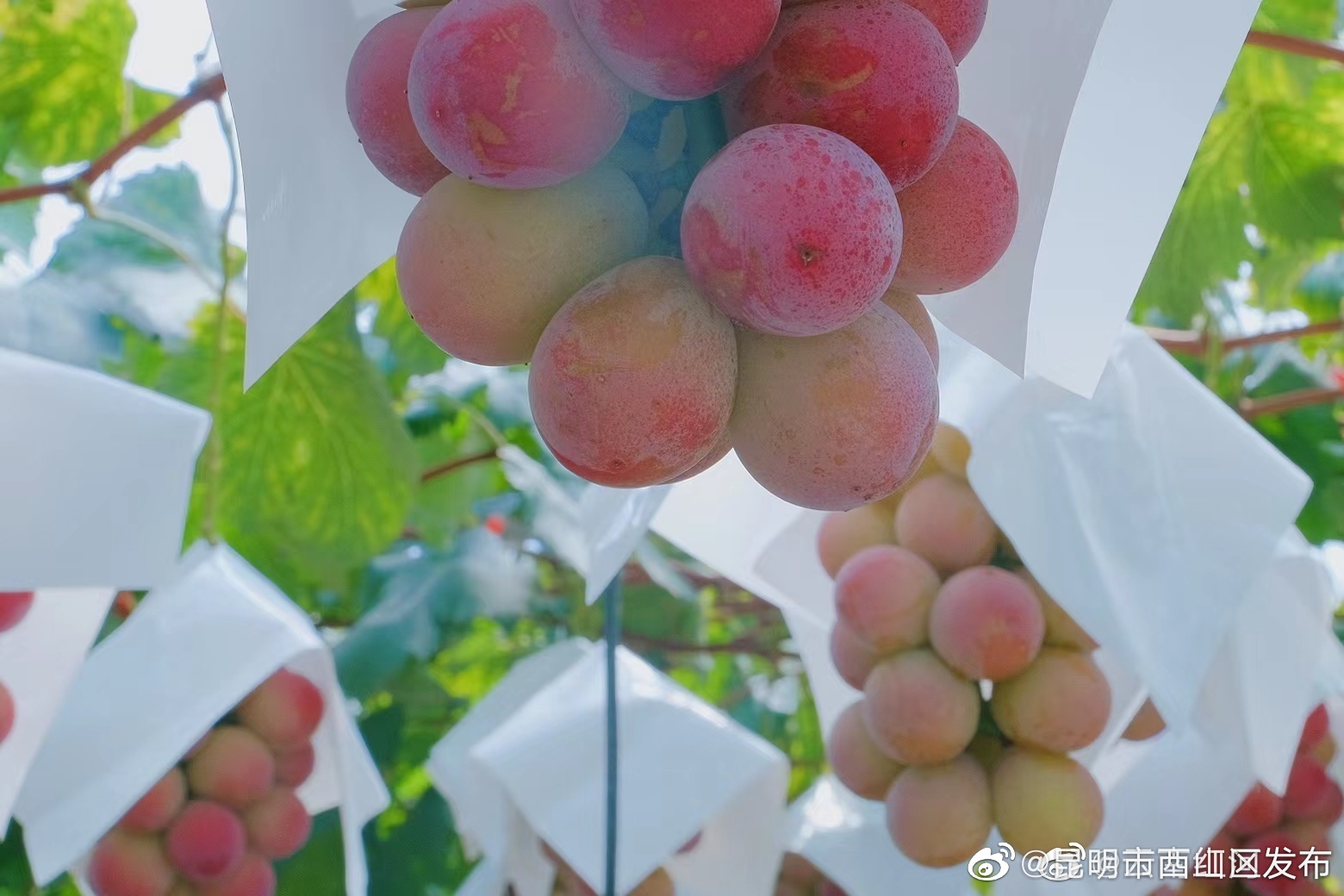 昆明市西山区发布
