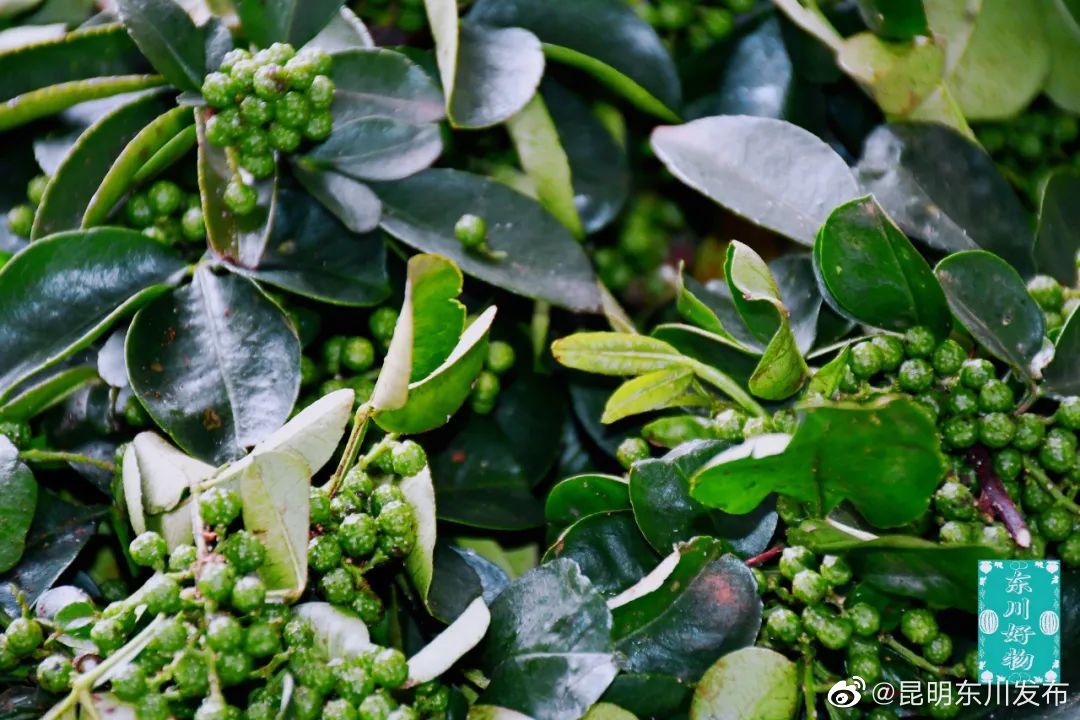 “昆明东川发布”微博