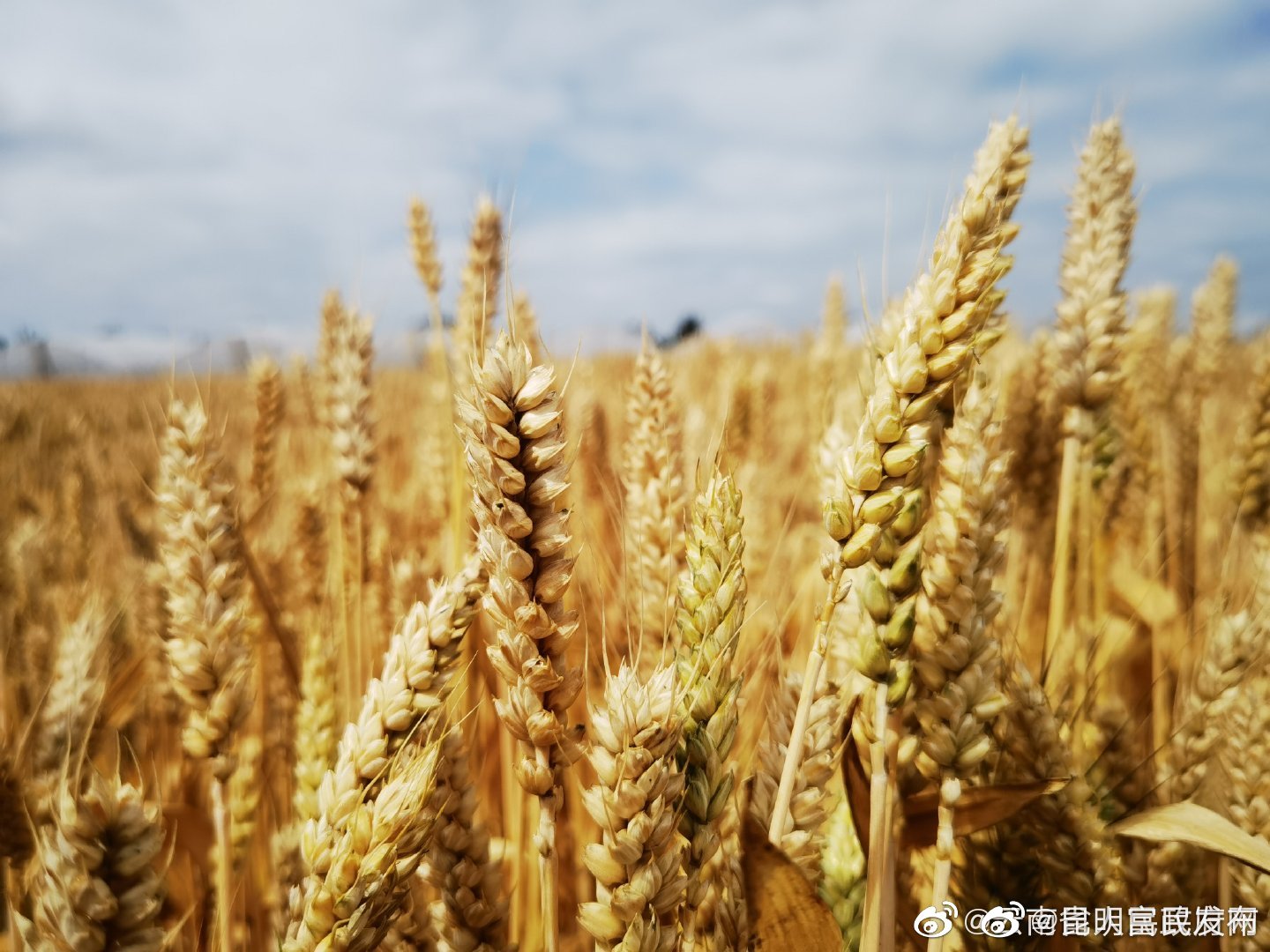 国家粮食和物资储备局：严查压级压价 “打白条”等坑农害农行为