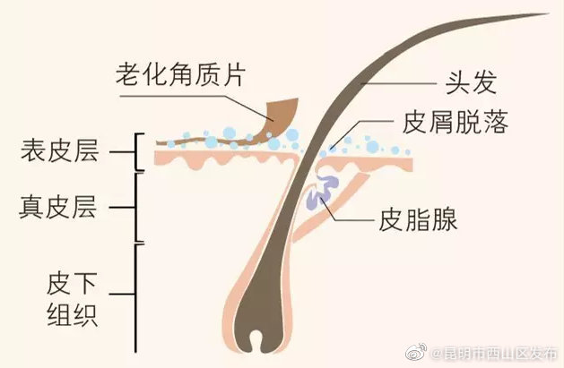 昆明市西山区发布