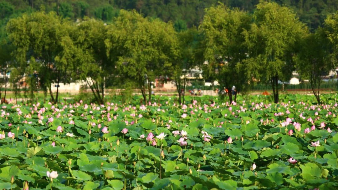 一部手机游云南