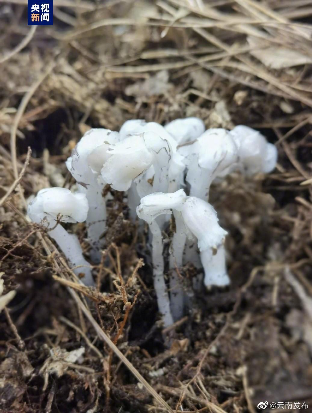 “云南发布”微博