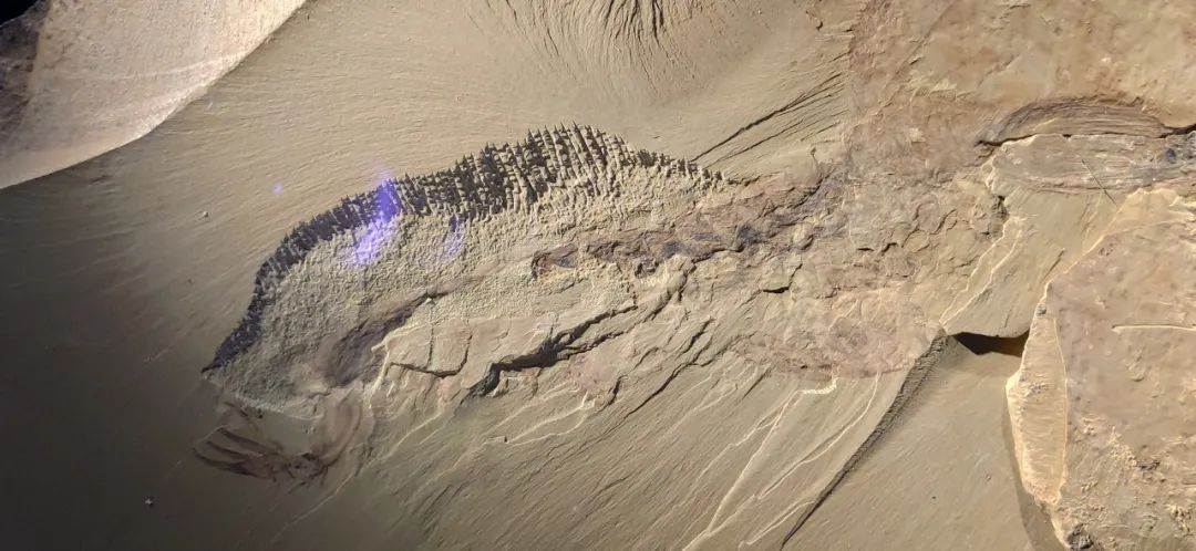 一部手机游云南