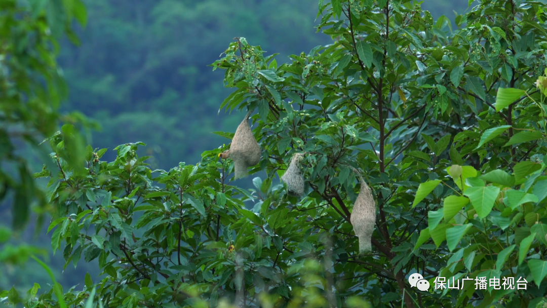保山广播电视台