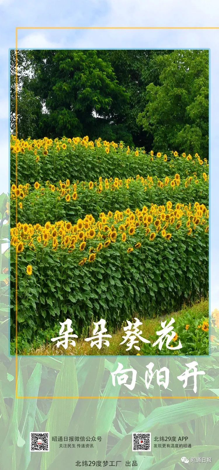 昭通日报