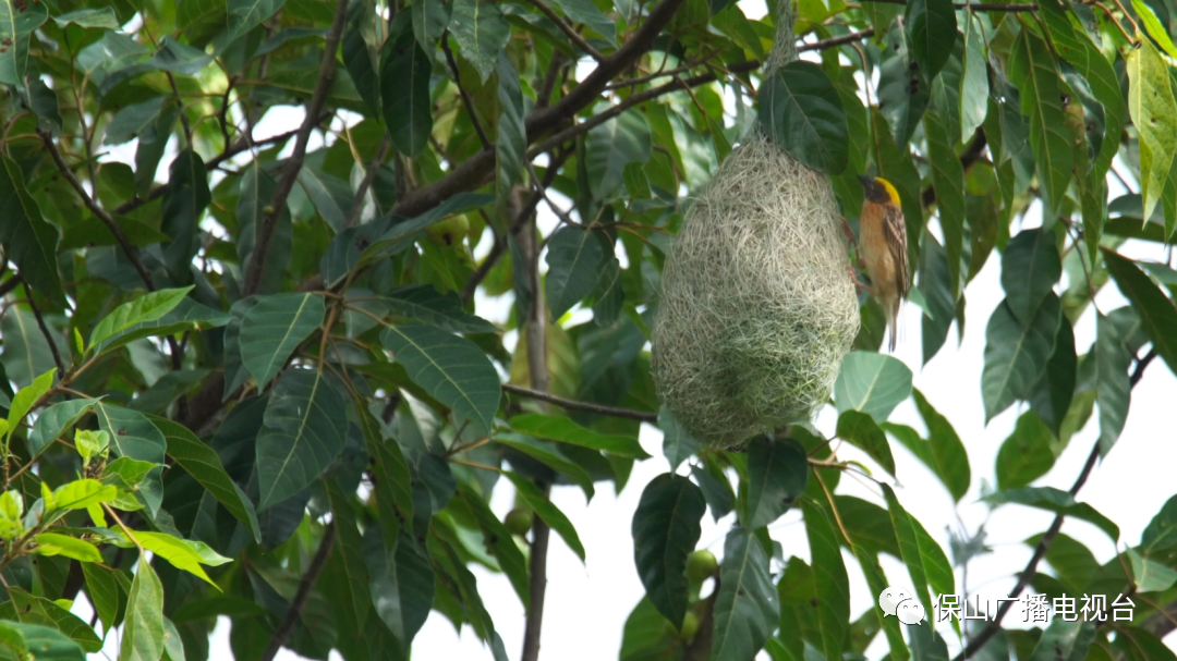 保山广播电视台