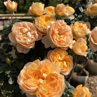 一部手机游云南