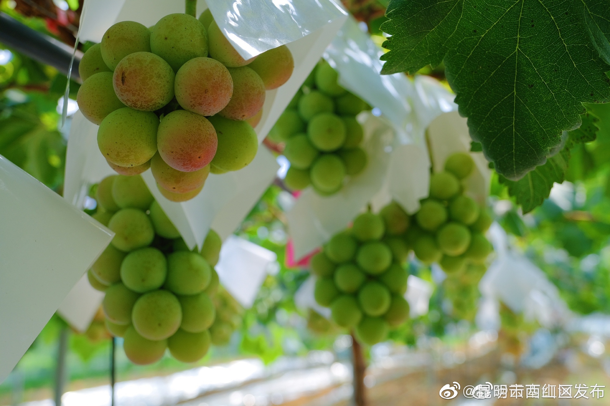 昆明市西山区发布