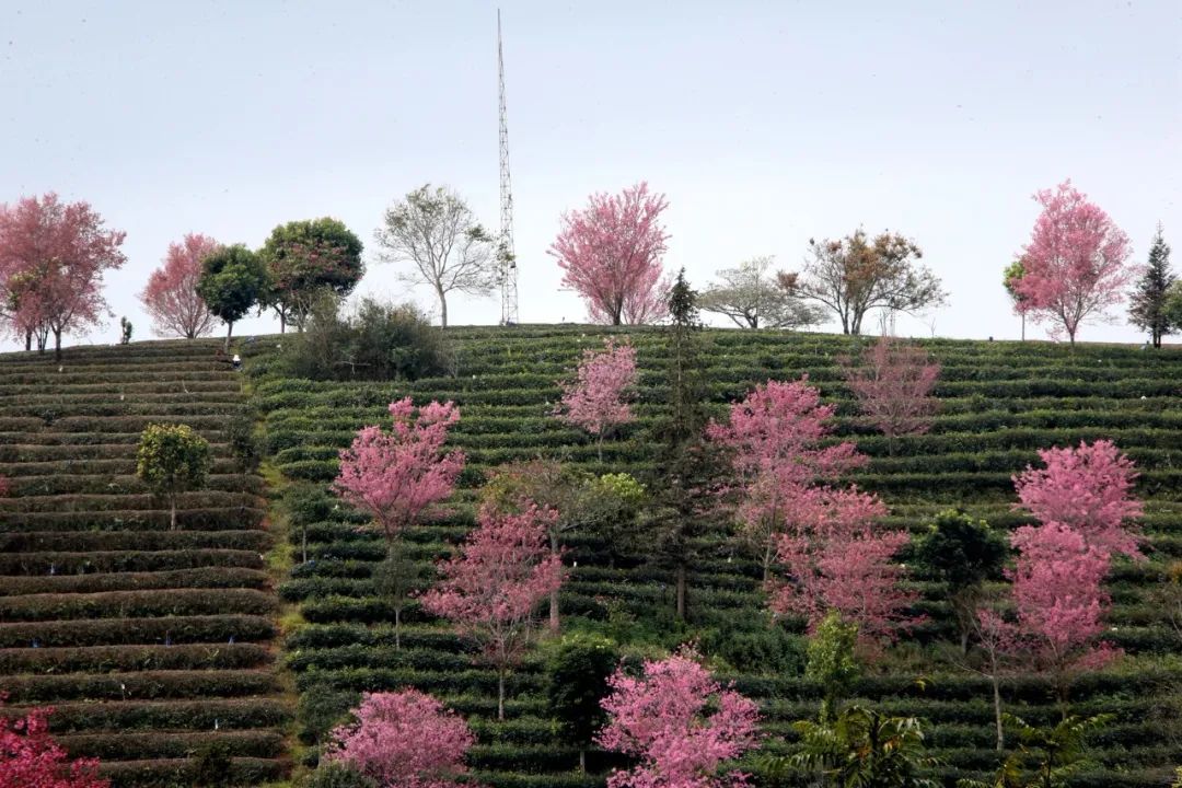 普洱日报