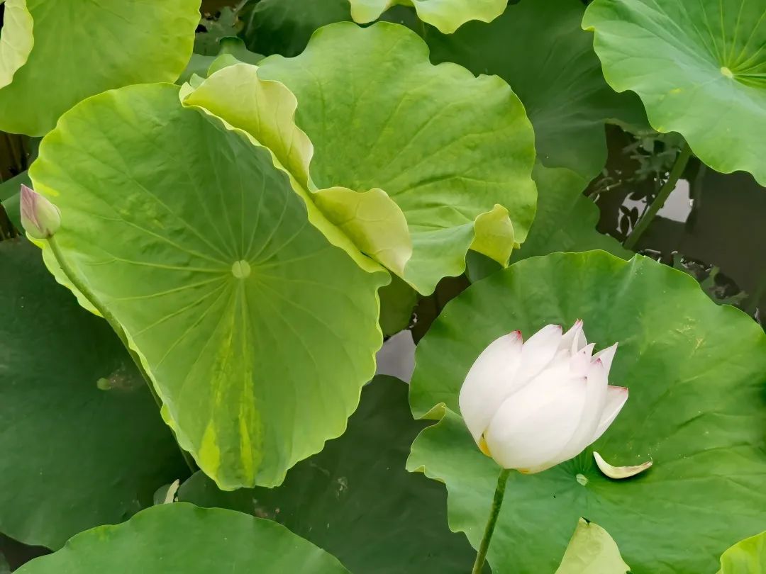 云南政协报