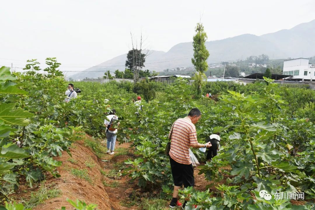 东川新闻