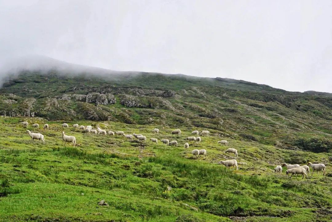 昆明轿子山旅游