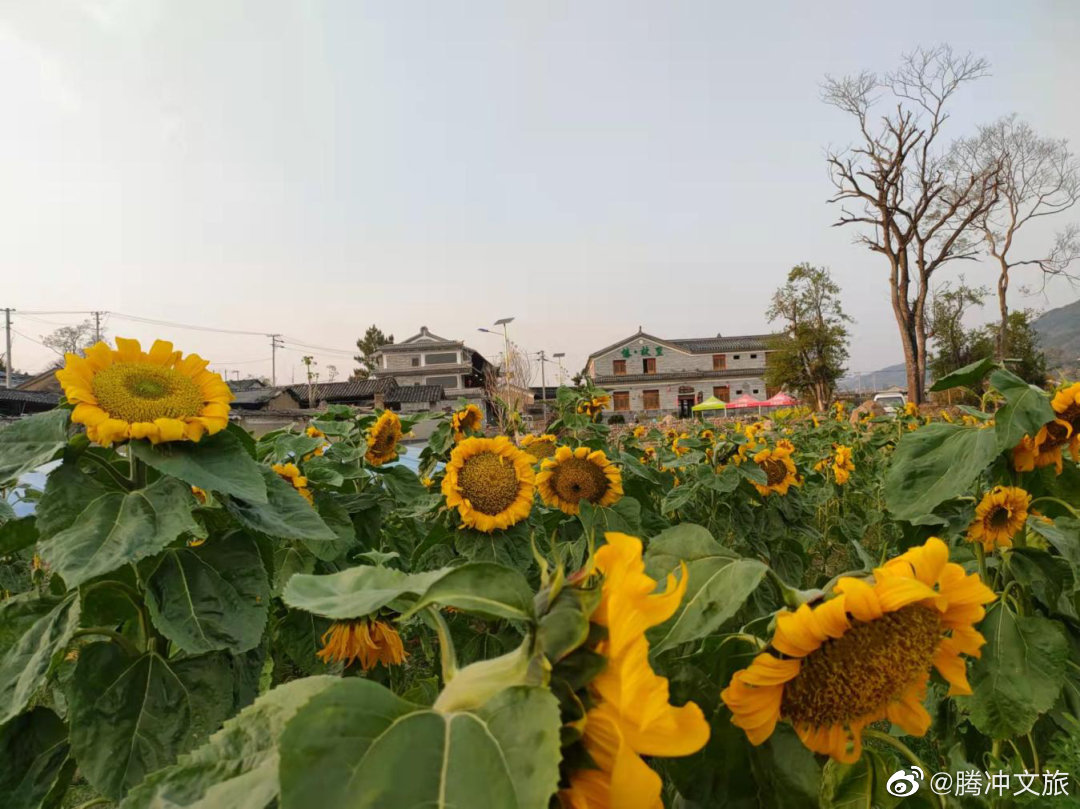 腾冲文旅微博