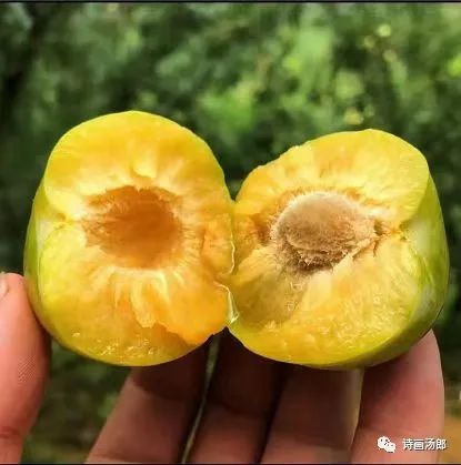 魅力禄劝